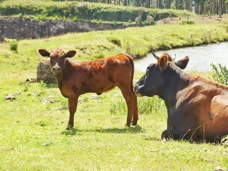 Pousada Rural Vale Da Neblina Urubici Eksteriør billede